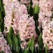 Bulbi Zambile Pink Elephant (Hyacinthus) pachet bulbi zambila pink elephant tulip shop 110x110