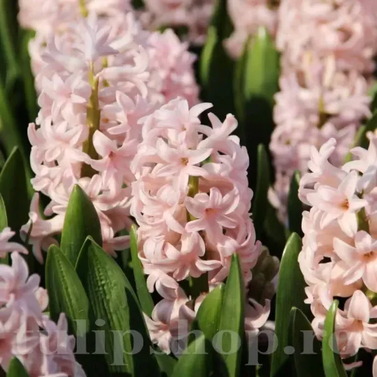 Bulbi Zambile Pink Elephant (Hyacinthus) pachet bulbi zambila pink elephant tulip shop