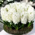 Bulbi Zambile Carnegie (Hyacinthus)