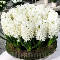 Bulbi Zambile Carnegie (Hyacinthus)