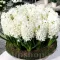 Bulbi Zambile Carnegie (Hyacinthus)