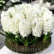 Bulbi Zambile Carnegie (Hyacinthus) pachet bulbi zambile carnegie tulip shop