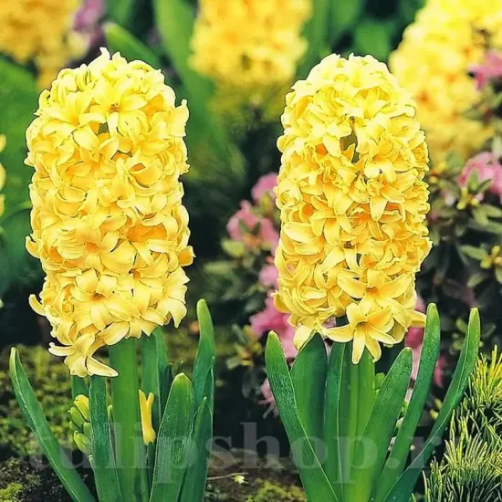 pachet bulbi zambile city of haarlem tulip shop