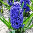 Bulbi Zambile Crystal Palace (Hyacinthus) pachet bulbi zambile crystal palace tulip shop 110x110