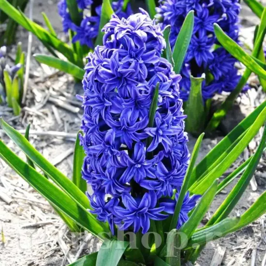 Bulbi Zambile Crystal Palace (Hyacinthus) pachet bulbi zambile crystal palace tulip shop