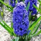 Bulbi Zambile Crystal Palace (Hyacinthus) pachet bulbi zambile crystal palace tulip shop