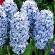 pachet bulbi zambile delft blue tulip shop 110x110