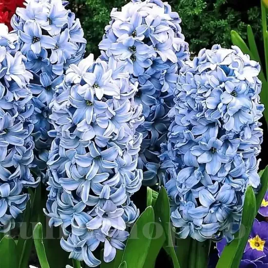 pachet bulbi zambile delft blue tulip shop