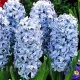 pachet bulbi zambile delft blue tulip shop