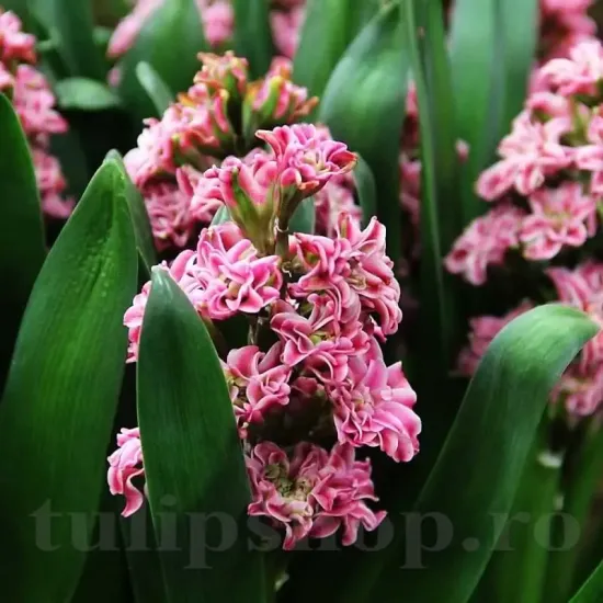 pachet bulbi zambile eros tulip shop