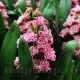 pachet bulbi zambile eros tulip shop