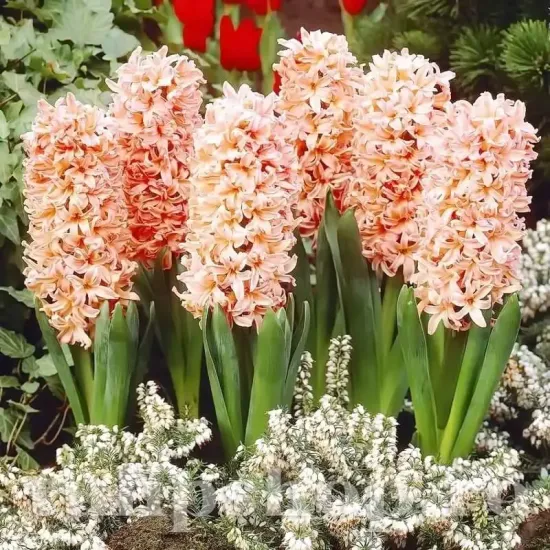 Bulbi Zambile Gipsy Queen (Hyacinthus) pachet bulbi zambile gipsy queen tulip shop