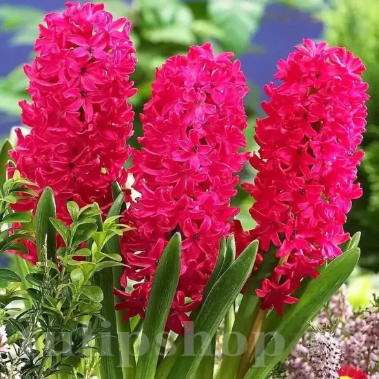 pachet bulbi zambile jan boss tulip shop
