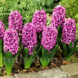 Bulbi Zambile Miss Saigon (Hyacinthus)
