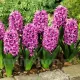 Bulbi Zambile Miss Saigon (Hyacinthus) pachet bulbi zambile miss saigon tulip shop