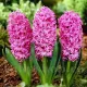 Bulbi Zambile Pink Pearl (Hyacinthus) pachet bulbi zambile pink pearl tulip shop
