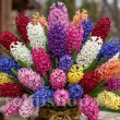 Pachet Bulbi Zambile Premium Mix30 (Hyacinthus) pachet bulbi zambile premium mix30 tulip shop 110x110