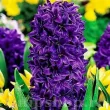 pachet bulbi zambile purple star tulip shop 110x110