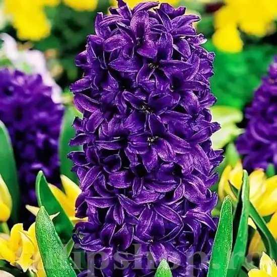 Bulbi Zambile Purple Star (Hyacinthus) pachet bulbi zambile purple star tulip shop