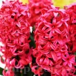 Bulbi Zambile Red Glory (Hyacinthus) pachet bulbi zambile red glory tulip shop 110x110