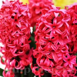 Bulbi Zambile Red Glory (Hyacinthus)