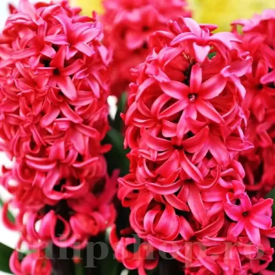 Bulbi Zambile Red Glory (Hyacinthus) pachet bulbi zambile red glory tulip shop