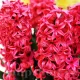 Bulbi Zambile Red Glory (Hyacinthus) pachet bulbi zambile red glory tulip shop