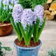 Bulbi Zambile Sky Jacket (Hyacinthus) pachet bulbi zambile sky jacket tulip shop