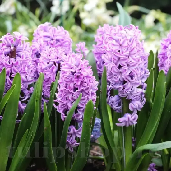 Bulbi Zambile Splendid Cornelia (Hyacinthus) pachet bulbi zambile splendid cornelia tulip shop