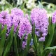 Bulbi Zambile Splendid Cornelia (Hyacinthus) pachet bulbi zambile splendid cornelia tulip shop
