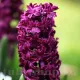 Bulbi Zambile Woodstock (Hyacinthus) pachet bulbi zambile woodstock tulip shop