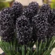 Bulbi Zambile Midnight Sky (Hyacinthus) zambile midnight sky flori negre detaliu 110x110