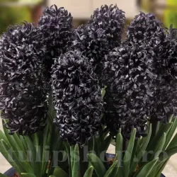 Bulbi Zambile Midnight Sky (Hyacinthus)