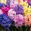 Pachet Bulbi Zambile Premium Mix30 (Hyacinthus) zambile premium mix 30 bulbi flori parfumate 110x110