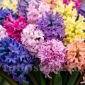 Pachet Bulbi Zambile Premium Mix30 (Hyacinthus)