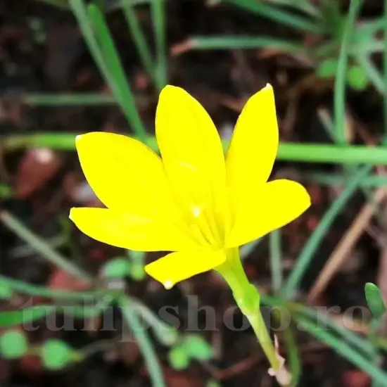 brandusa de camera zephyranthes citrina ghiveci
