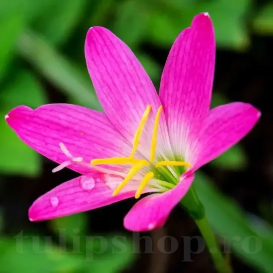 bulbi de primavara zephyranthes rosea tulipshop
