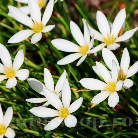 bulbi zephyranthes alba
