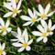 bulbi zephyranthes alba