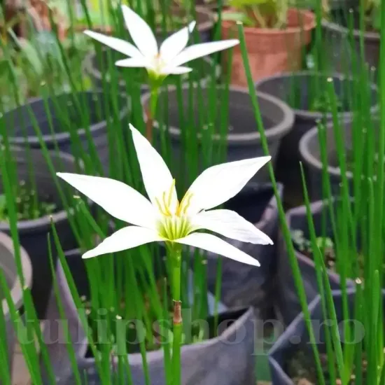 bulbi zephyranthes alba2
