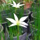 bulbi zephyranthes alba2