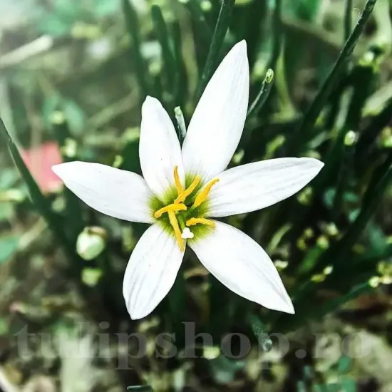 bulbi zephyranthes alba3