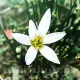 bulbi zephyranthes alba3