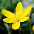 bulbi zephyranthes citrina galben gradina 110x110