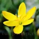 bulbi zephyranthes citrina galben gradina