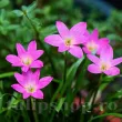 bulbi zephyranthes rosea roz crinul ploii 110x110