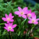 bulbi zephyranthes rosea roz crinul ploii
