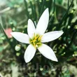 Bulbi Zephyranthes Alba oferta bulbi zephyrantes alba tulipshop 110x110