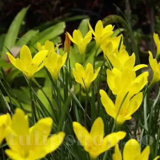 plantare bulbi zephyranthes citrina tulipshop