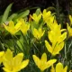 plantare bulbi zephyranthes citrina tulipshop